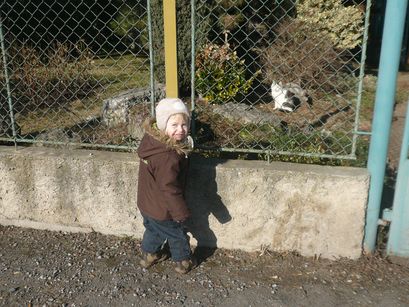 Two animals on opposites sides of a fence. 