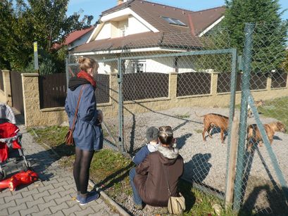 Feeding the animals (goats, dogs, chickens, geese). 