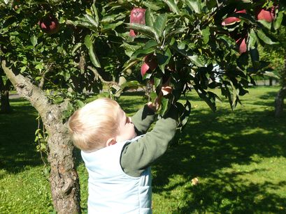 Picking apples. 